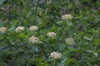 Form