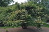 Viburnum dentatum