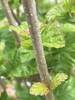 Stem
