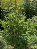 Form in summer