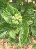 Flower buds