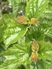 Leaves
