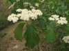 Viburnum dilatatum