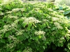 Form in bloom