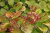 Fruit and Leaf