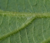 Hairs on underside of leaf