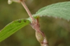 Stem
