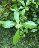 Viburnum foetidum