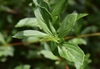 Viburnum foetidum