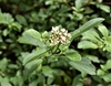 Viburnum foetidum