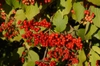 Viburnum erosum