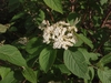 Viburnum lantana