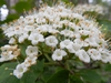 Close up of flower