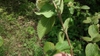 Underside of leaf and stem