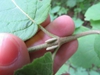 Stem and leaf attachment