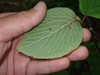 Underside of leaf