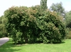 Form