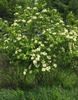 Flowering form