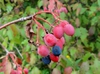 Fruit