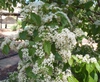 Viburnum luzonicum