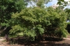 Viburnum luzonicum