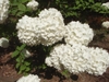 Big, spherical clusters of sterile white flowers.