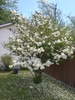 Loose shrub with large spherical clusters of white flowers.