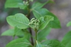 Leaves and buds