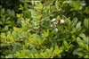 Leaves and stem