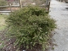 Viburnum obovatum 'Mrs Schillers Delight'