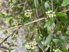 Viburnum obovatum 'Mrs Schillers Delight'