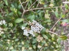 Viburnum obovatum 'Mrs Schillers Delight'