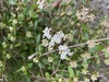 Viburnum obovatum 'Mrs Schillers Delight'
