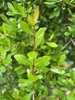 Viburnum obovatum 'Mrs Schillers Delight'