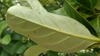 Underside of leaf