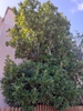 Form