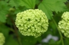 Green first opened flowers