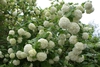 Viburnum opulus 'Roseum'