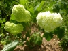 Viburnum opulus 'Roseum'