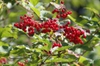 Fruits