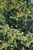 Form with fruits