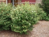 Viburnum plicatum f. tomentosum 'Summer Snowflake'