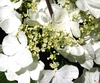 Close-up of large white sterile & small white fertile flowers.