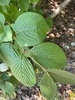 Opposite ovoid leaves with strongly immersed secondary veins