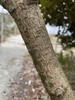Light brown bark with small wrinkles and fissures.