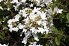 Viburnum plicatum f. tomentosum 'Summer Snowflake'
