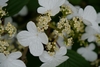 Flower detail