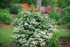 Form in bloom