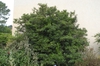 Viburnum propinquum