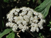 Close up of flower